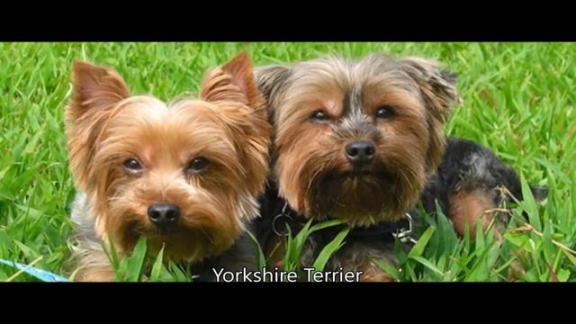 TERRİER Köpek Özellikleri Nelerdir - osman çakır смотреть онлайн