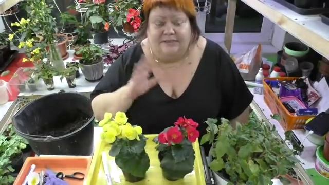 бегония элатиор купили в магазине цветущую. что делать смотреть онлайн