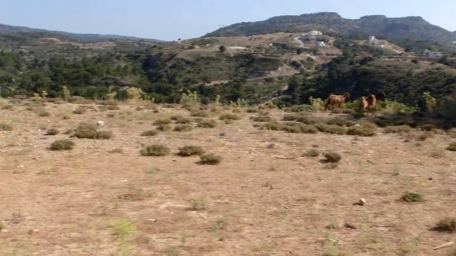 Козлятина без присмотра... смотреть онлайн