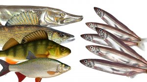 Выкинул живца. На мороженную мойву наловили 9 кг хищника! Как ловить щуку налима судака на мойву?