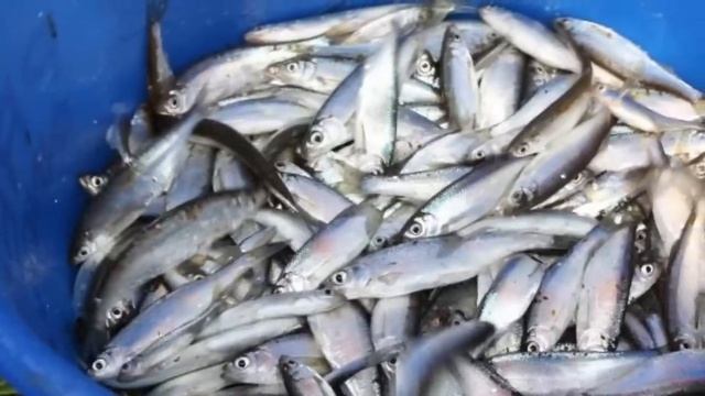 Вредители водоемов! Если вы поймали этих рыб, никогда их не отпускайте! смотреть онлайн