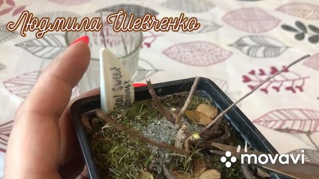 Обрезка гортензии ✂️ сложный случай 🤔 смотреть онлайн