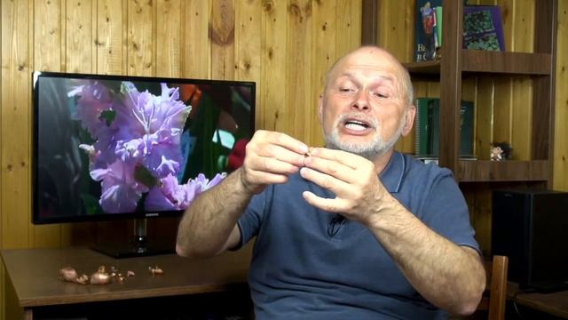 Потому что ГЛАДИОЛУС :) ! смотреть онлайн