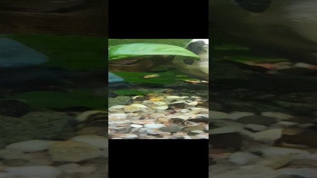 анциструс.mp4
