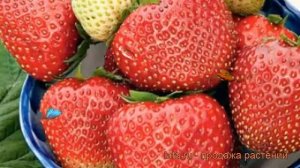 Земляника садовая Вивальди (fragaria ananassa) ? обзор: как сажать, рассада земляники Вивальди