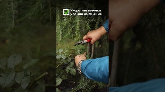 Осенняя обрезка плакучей лиственницы #shorts смотреть онлайн