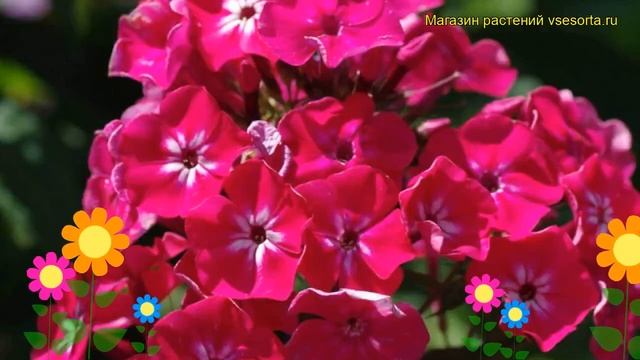 Флокс метельчатый Александра. Краткий обзор, описание характеристик, где купить рассада смотреть онлайн