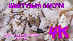 Исцеляющая Релакс Музыка В Цветущем Саду Сакура #релакс #исцеление ? #сакура ? #медитация ? #4к