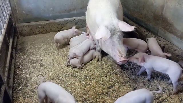 Обзор хрячков Ландрас + Кб 21 день. смотреть онлайн