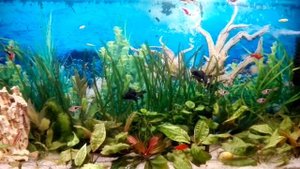 Скромный пример обустройства аквариума 200 литров.