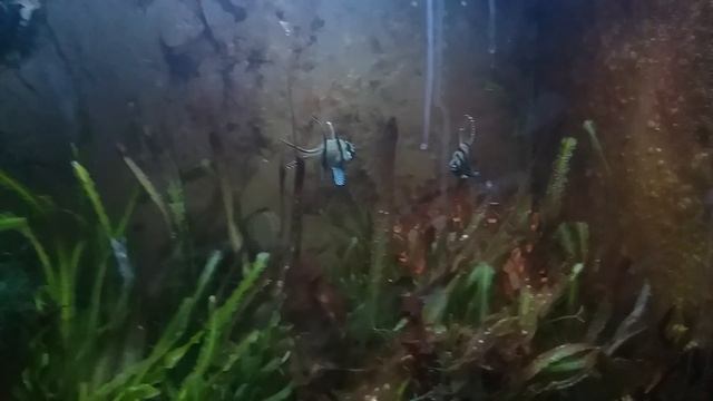 апогоны (pterapogon kauderni) начали разводиться. (часть I) смотреть онлайн