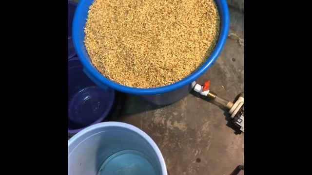 Зелёный солод из ячменя своими руками