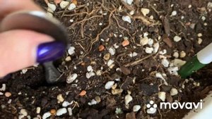 Осмокот для цитрусов и других Растений, мой опыт использования