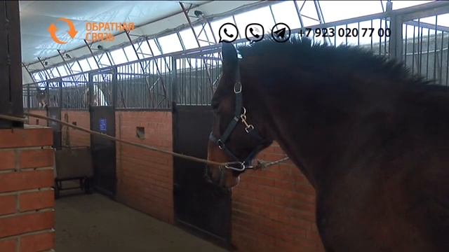 Можно ли ездить по городу на лошади? смотреть онлайн