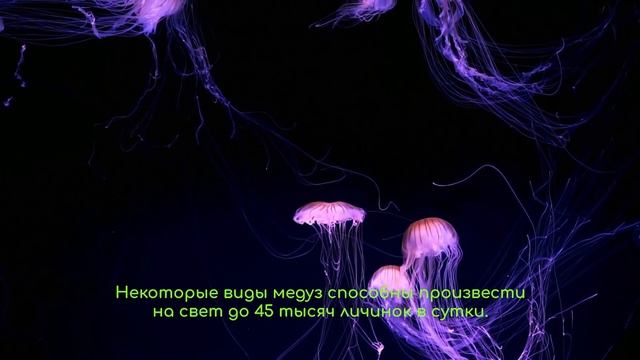 Медузы - опасно и красиво
