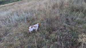 Охота на перепела. Тест патронов. (День первый).