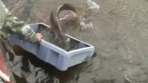 Рыбалка в Тазовском районе. Щука.