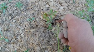 Подкорми розы как я, цвести будут всё лето.