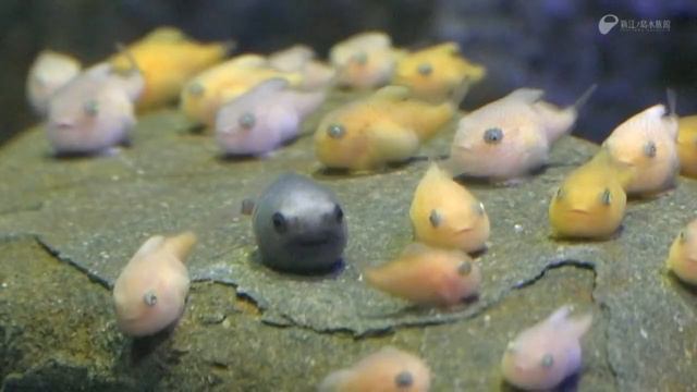 Cyclopteridae — пинагор, или рыба-воробей смотреть онлайн