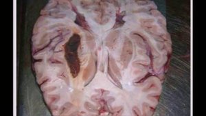 Хроники Акаши и Ядро знаний Теслы. Базидная практика чтения Потока