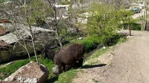 По родным улицам (г.Алмалык)