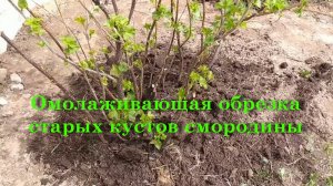 Омолаживающая обрезка старых кустов смородины