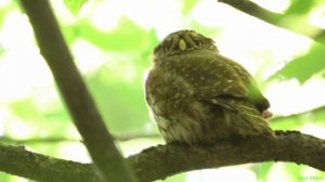 Воробьиный сыч (сова) вылетает на прогулку (Glaucidium passerinum)