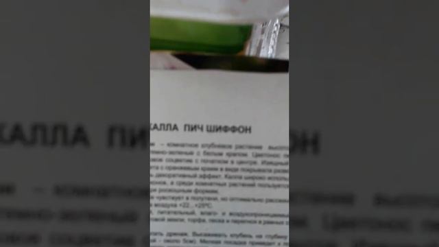 Секреты выращивания каллы из клубней
