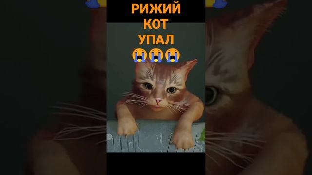 ??????рыжий кот упал ?