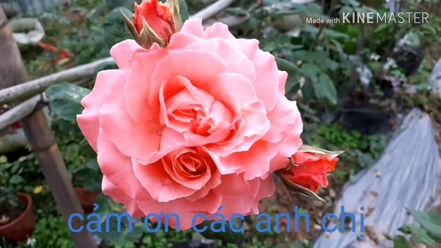 Hoa hồng Corail gelee rose смотреть онлайн