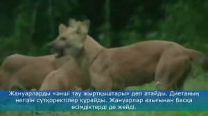 Красный волк