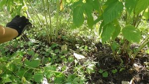 Будете с малиной! Летняя обрезка ремонтантной малины. Прореживание побегов сорт Джоан Джей (Joan J)