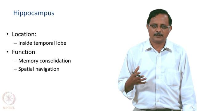 Organization of the Central Nervous System-Segment 2-Subcortical Structures