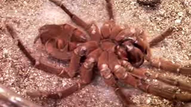 Theraphosa Blondi Molting смотреть онлайн
