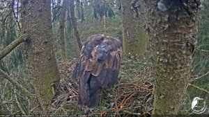 Mazais ērglis~Andris brings a nice size vole~11:16 AM  2021/05/17