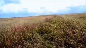 Охота на перепела с лабрадором