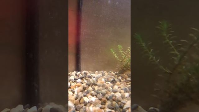 Пресноводные полипы в аквариуме смотреть онлайн