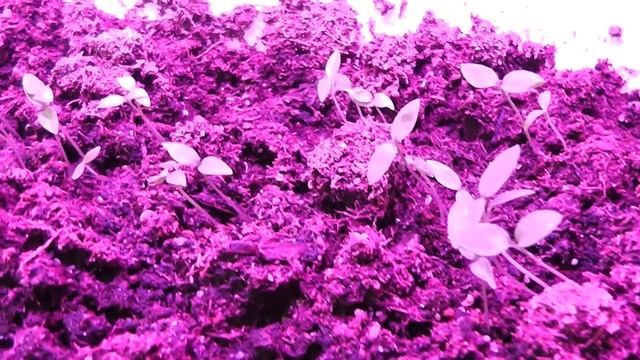 Фито светильник смотреть онлайн