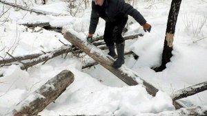 РАБОТАЮ ОДИН В ЛЕСУ!!! ЗАГОТОВКА ДРОВ!!!СБОР ВАЛЁЖНИКА!!!!!