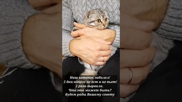 Котенок ЗАБОЛЕЛ! ПОМОГИТЕ ?