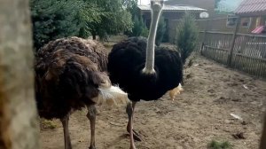 Как живут СТРАУСЫ? How do ostriches live?