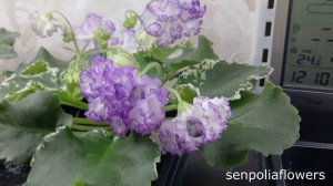 Цветущие фиалки из коллекции Голубевой Татьяны ВаТ-Изи Изи спорт