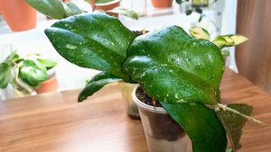 💙💛Как растут у меня хойи: Silver dollar, Elephant, New Guinea ghost, Undulata...