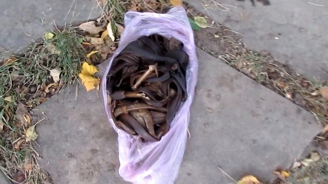 Посадка 3-х видов плюща для оплитания дерева (Gold Child) смотреть онлайн