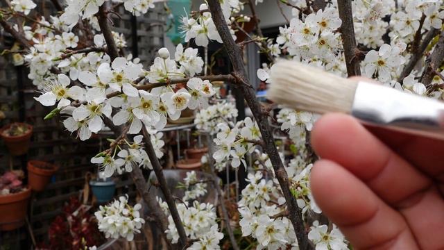 MAKE Your Own SUCCULENT HYBRID | How Echeveria Whimsy Was Created || Growing Succulents with LizK смотреть онлайн