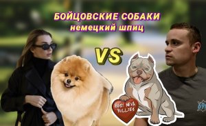 Бойцовские собаки против немецкого шпица
