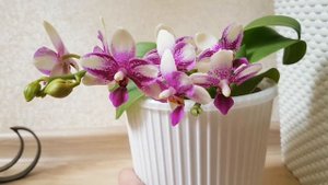 Орхидея Phalaenopsis Jiaho Summer Love Летняя любовь цветение орхидеи orchid orchids фаленопсис