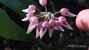 Орхидея Бульбофиллум /Bulbophillum, как посадить бульбофиллум, варианты посадок.