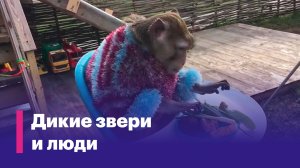 Дикие звери и люди