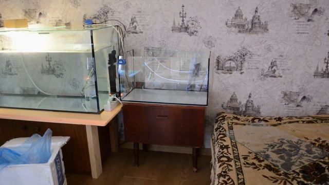 Дискусы из Апшеронска